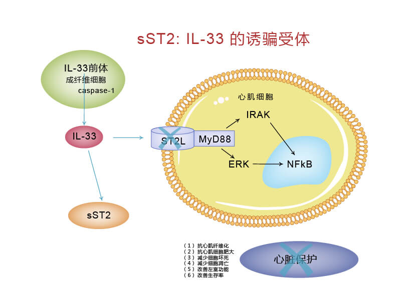 ST2L/IL-33信號(hào)通路與sST2的關(guān)系