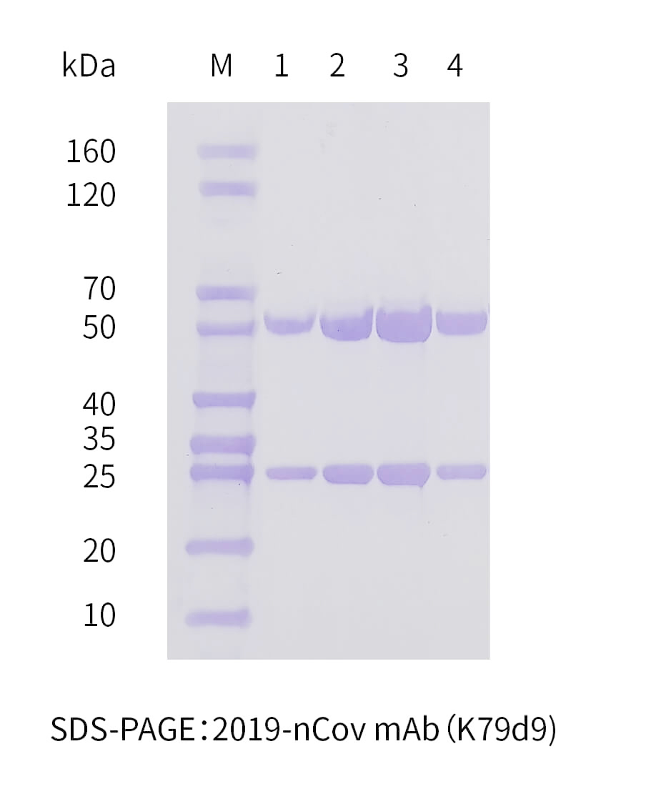 2019-nCoV抗體純化SDS-PAGE圖