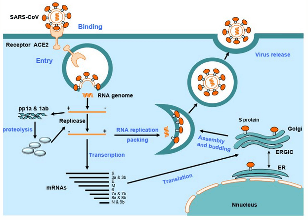 SARS病毒生命周期