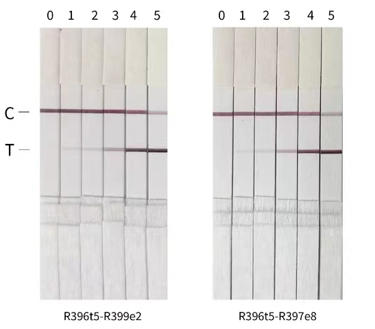 Colloidal gold detection results for Monkeypox virus A29L antibody