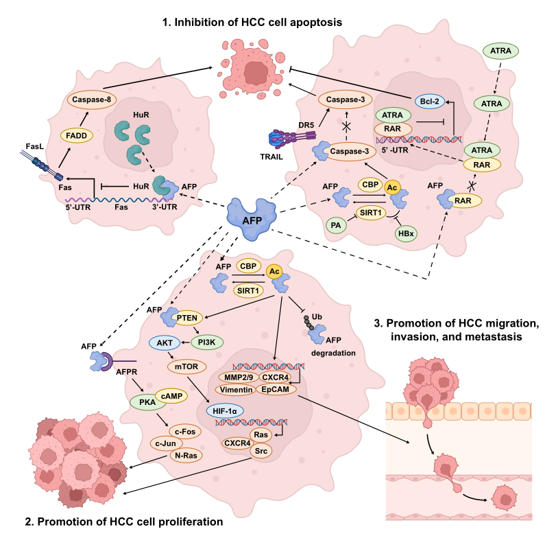 AFP與HCC相關(guān)的生物學(xué)途徑