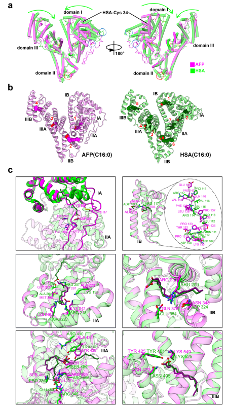 AFP和HSA的整體結構和脂肪酸結合袋比較